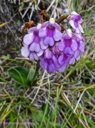Physoceras castillonii ??. orchidaceae .P1550705