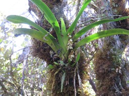10 ??? Angraecum bracteosum - EPIDENDROIDEAE - Endémique Réunion