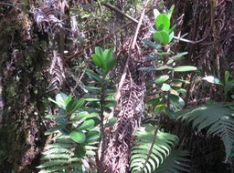 12 Melicope obscura - Bois de catafaille - Rutacée -