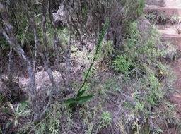 13 ??? Benthamia spiralis (Thouars) - - ORHICACEA - A. Rich. Madagascar, La Réunion, Maurice