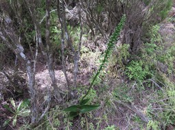 14 ??? Benthamia spiralis (Thouars) - - ORHICACEA - A. Rich. Madagascar, La Réunion, Maurice