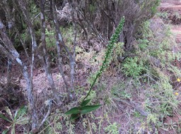 15 ??? Benthamia spiralis (Thouars) - - ORHICACEA - A. Rich. Madagascar, La Réunion, Maurice