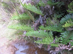 19 Parablechnum marginatum (ex. Blechnum marginatum) - Ø - Blechnaceae - Endémique La Réunion
