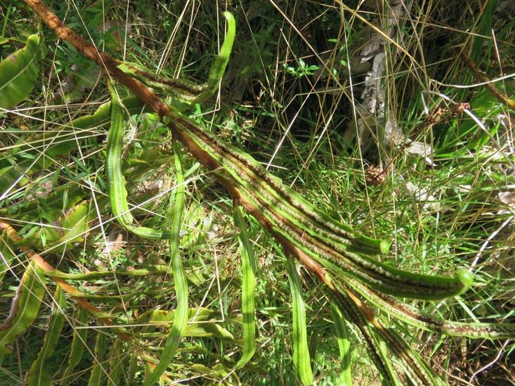 20 Spores Parablechnum marginatum (ex. Blechnum marginatum) - Ø - Blechnaceae - Endémique La Réunion