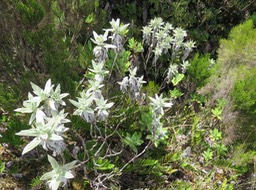 21 Helichrysum heliotropifolium - Velours blanc -ASTERACEE - Endémique