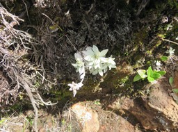 22 Helichrysum arnicoides - Petit velours blanc - ASTERACEE Endémique