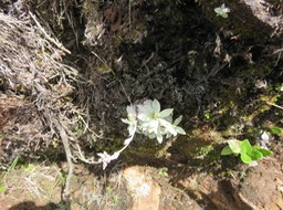 23 Helichrysum arnicoides - Petit velours blanc - ASTERACEE Endémique