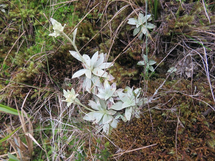 24 Helichrysum arnicoides - Petit velours blanc - ASTERACEE Endémique