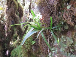 25 ??? Angraecum striatum - Ø - Orchidaceae