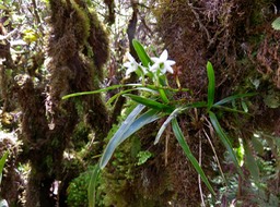 26 ??? Angraecum striatum - Ø - Orchidaceae