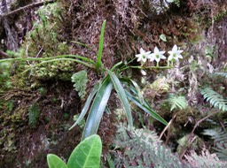 27 ??? Angraecum striatum - Ø - Orchidaceae