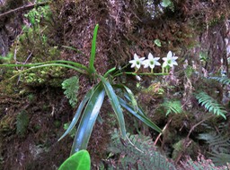 28 ??? Angraecum striatum - Ø - Orchidaceae