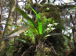 30 ??? Angraecum striatum - Ø - Orchidaceae