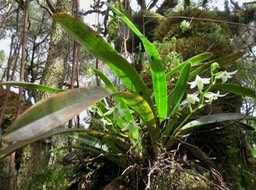 31 ??? Angraecum striatum - Ø - Orchidaceae