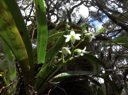 32 ??? Angraecum striatum - Ø - Orchidaceae