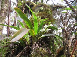 33 ??? Angraecum striatum - Ø - Orchidaceae