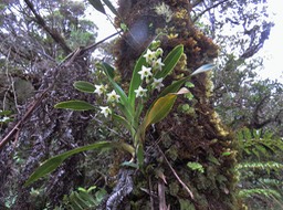 37 ??? Angraecum striatum - Ø - Orchidaceae