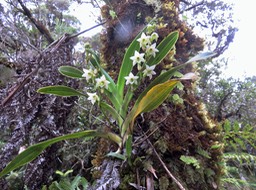 38 Angraecum striatum - Ø - Orchidaceae