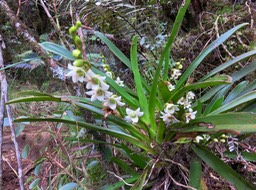 39 ??? Angraecum striatum - Ø - Orchidaceae +  ???  Angraecum bracteosum - EPIDENDROIDEAE - Endémique Réunion
