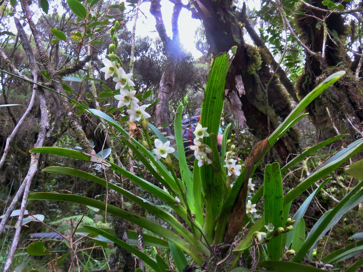 40 ??? Angraecum striatum - Ø - Orchidaceae +  ???  Angraecum bracteosum - EPIDENDROIDEAE - Endémique Réunion