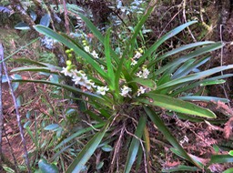 41 ??? Angraecum striatum - Ø - Orchidaceae +  ???  Angraecum bracteosum - EPIDENDROIDEAE - Endémique Réunion