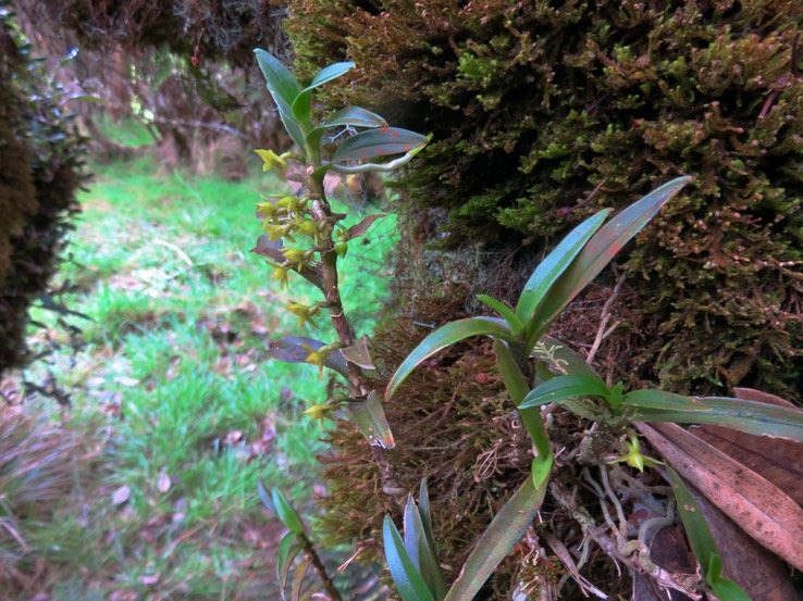 44 Angraecum costatum - Ø - Orchidaceae - Endémique La Réunion