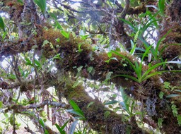 45 Jardin suspendu de Benthamia nigrescens  - - Orchidaceae - Indigène Réunion