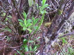 46 ??? Benthamia latifolia - ORCHIDOIDEAE - Indigène Réunion - DSC03776