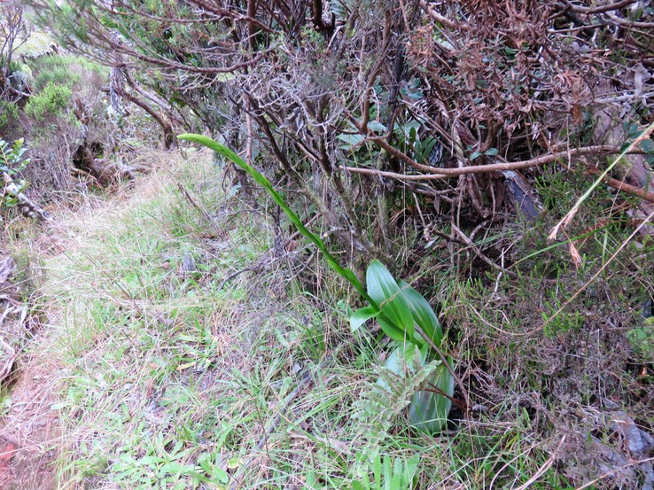 51 ??? Benthamia latifolia - ORCHIDOIDEAE - Indigène Réunion - DSC03776