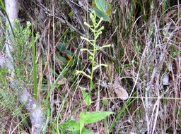 54 Habenaria undulata (frappieri) - ORCHIDOIDEAE - Endémique Réunion - DSC03757