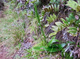 55 ??? Benthamia latifolia - ORCHIDOIDEAE - Indigène Réunion - DSC03776