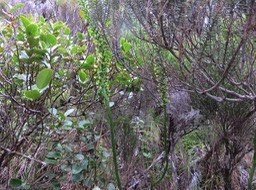 56 ??? Benthamia latifolia - ORCHIDOIDEAE - Indigène Réunion - DSC03776