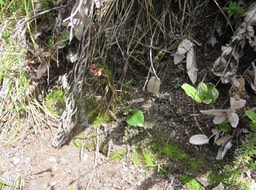 58 Physoceras castillonii  - Ø - Orchidacea