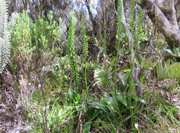 59 ??? Benthamia latifolia - ORCHIDOIDEAE - Indigène Réunion - DSC03776