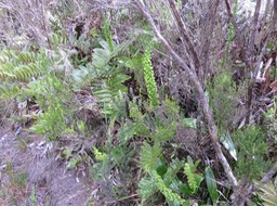 60 ??? Benthamia latifolia - ORCHIDOIDEAE - Indigène Réunion - DSC03776