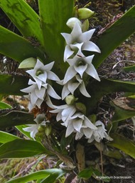 Angraecum bracteosum.orchidaceae.endémique Réunion.P1009098