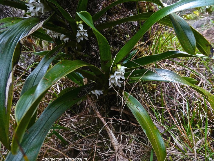 Angraecum bracteosum.orchidaceae.endémique Réunion.P1009087