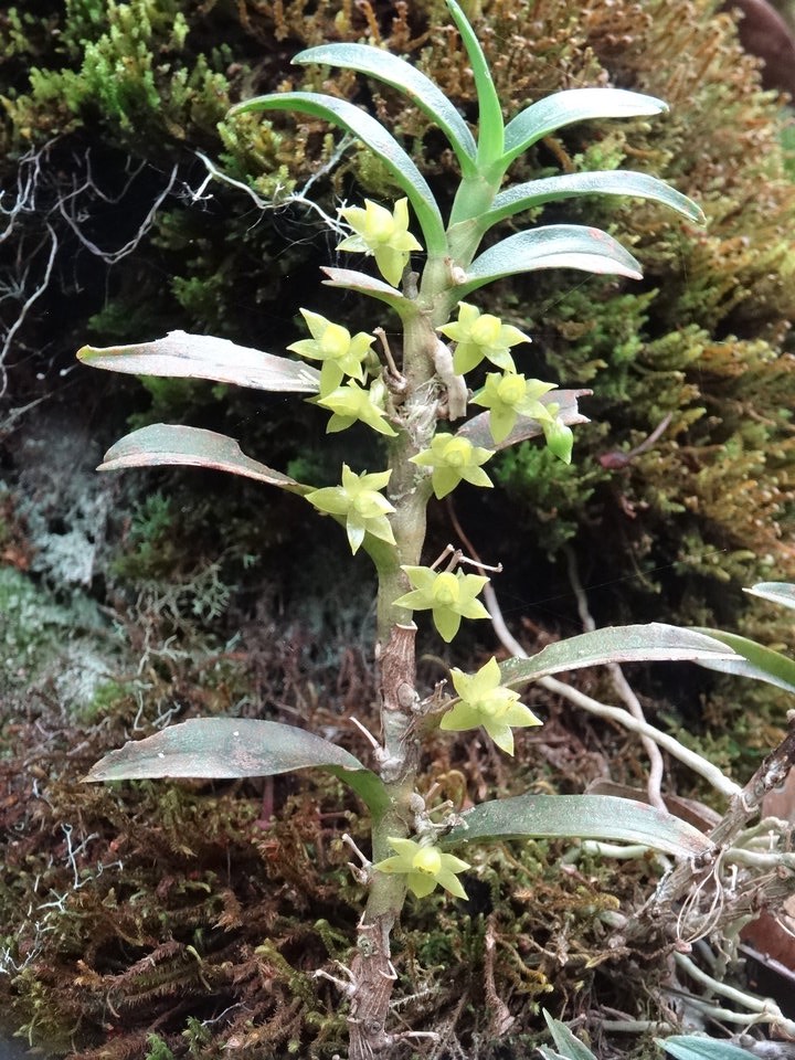 Angraecum costatum - EPIDENDROIDEAE - Endémique Réunion 