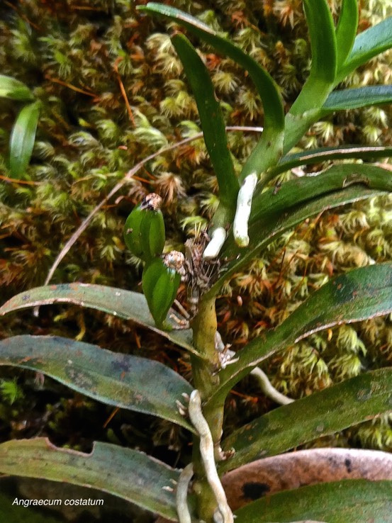 Angraecum costatum.(avec fruits) orchidaceae.endémique Réunion.P1008996