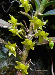 Angraecum costatum.orchidaceae.endémique Réunion.P1008986