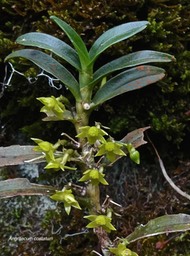 Angraecum costatum.orchidaceae.endémique Réunion.P1008982
