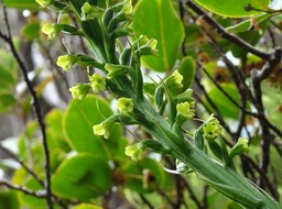 Benthamia latifolia - ORCHIDOIDEAE - Indigène Réunion - DSC03761