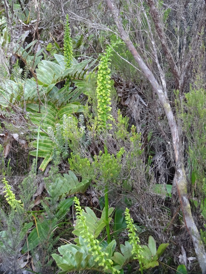 Benthamia latifolia - ORCHIDOIDEAE - Indigène Réunion - DSC03776