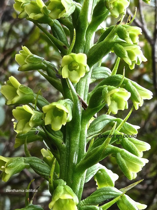 Benthamia latifolia .orchidaceae.endémique RéunionMaurice.P1009195
