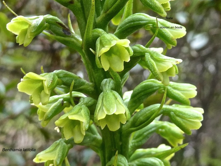 Benthamia latifolia .orchidaceae.endémique Réunion.Maurice.P1009201