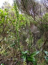 Benthamia latifolia.orchidaceae.endémique Réunion Maurice P1009209