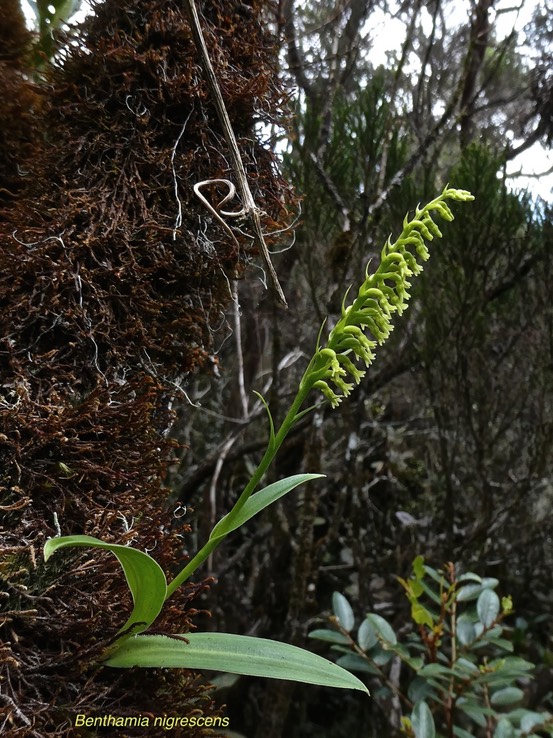 Benthamia nigrescens .orchidaceae.indigène Réunion.P1008911