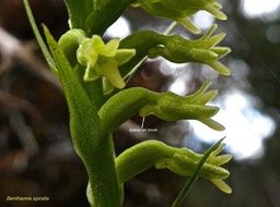 Benthamia nigrescens.orchidaceae.indigène Réunion.P1008916