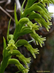 Benthamia nigrescens.orchidaceae.indigène Réunion.P1008915