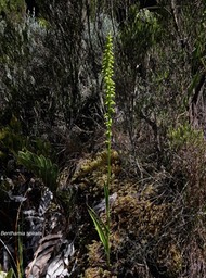 Benthamia spiralis .orchidaceae.indigène Réunion.P1008843